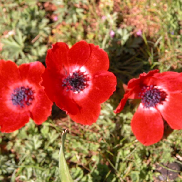 تأملات في فلسفة الموت