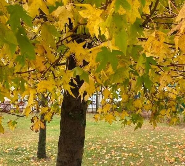 أحنُّ إليك.. والدي